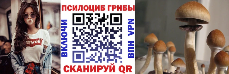 Псилоцибиновые грибы прущие грибы  как найти закладки  Цимлянск 